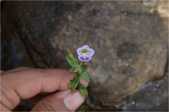 Limnophila indica